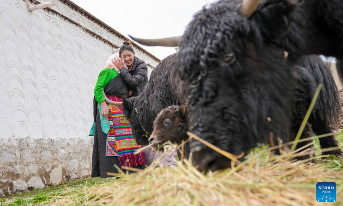Nyima Lhamo (R) chats with her mother Pema Lhamo at a yak pen in Damxung County of Lhasa, southwest China's Xizang Autonomous Region, May 28, 2026. Before the opening of the Qinghai-Xizang Railway, Chogo, a photojournalist with Xinhua, took a photo in Damxung County on June 17, 2006. He captured herdswoman Pema Lhamo sitting with her daughter Nyima Lhamo as they watched the first train passing through the Qinghai-Tibet Plateau. (Xinhua/Jigme Dorje)