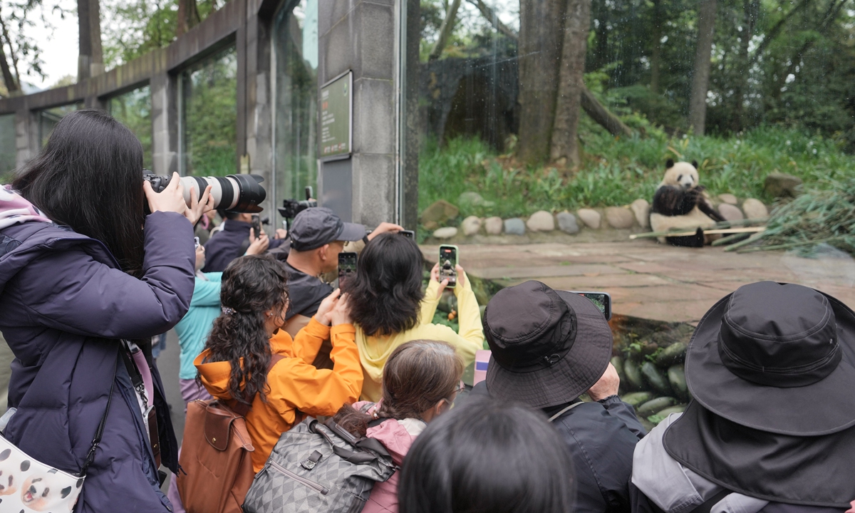 Giant panda Xiang Xiang meets fans in Ya'an, Sichuan Province. Photo: VCG 