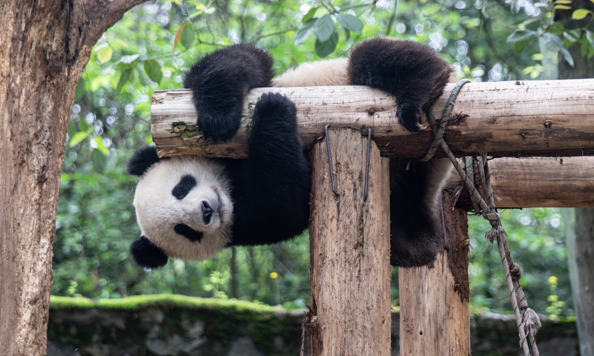 Giant panda Ao Ke Photo: Shan Jie/GT
