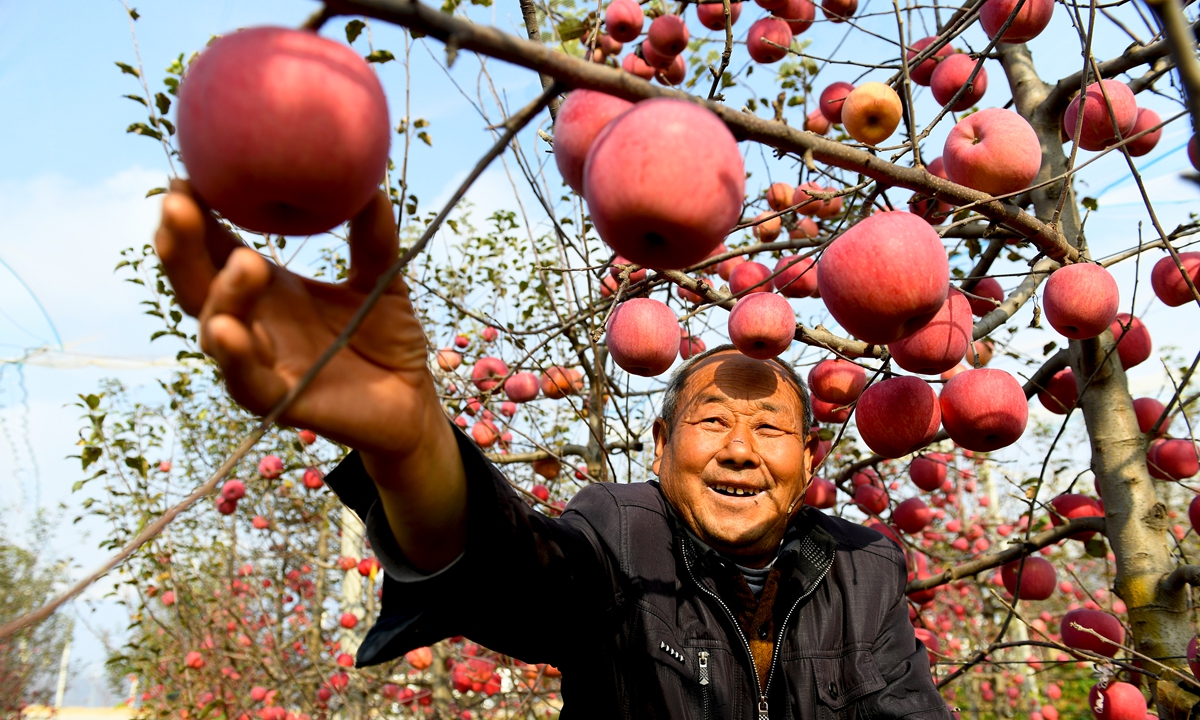A farmer picks an apple in Nangou village, the Ansai district, Yan'an in Shaanxi. Photo: Courtesy of Qi Xiaojun/Yan'an Integrated Media Center