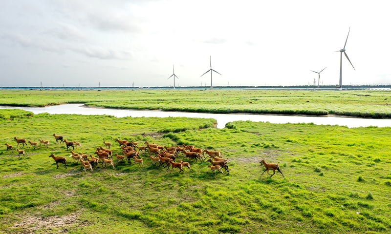 A herd of young Père David's deer pass by a wind-solar power zone in Yancheng, East China's Jiangsu Province, on July 1, 2026. Yancheng boasts expansive coastal wetlands, an ideal habitat for the species. Photo: VCG