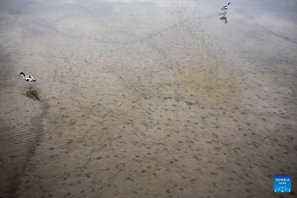 Waterbirds rest on the lakebed of Lake Velence near Pakozd, Hungary, July 1, 2026. Due to weeks of scorching temperatures and years of dry weather, Lake Velence near Pakozd, Hungary is experiencing a severe drought. The lake's water level has dropped to 47 centimeters, the lowest level ever recorded. (Photo: Xinhua)