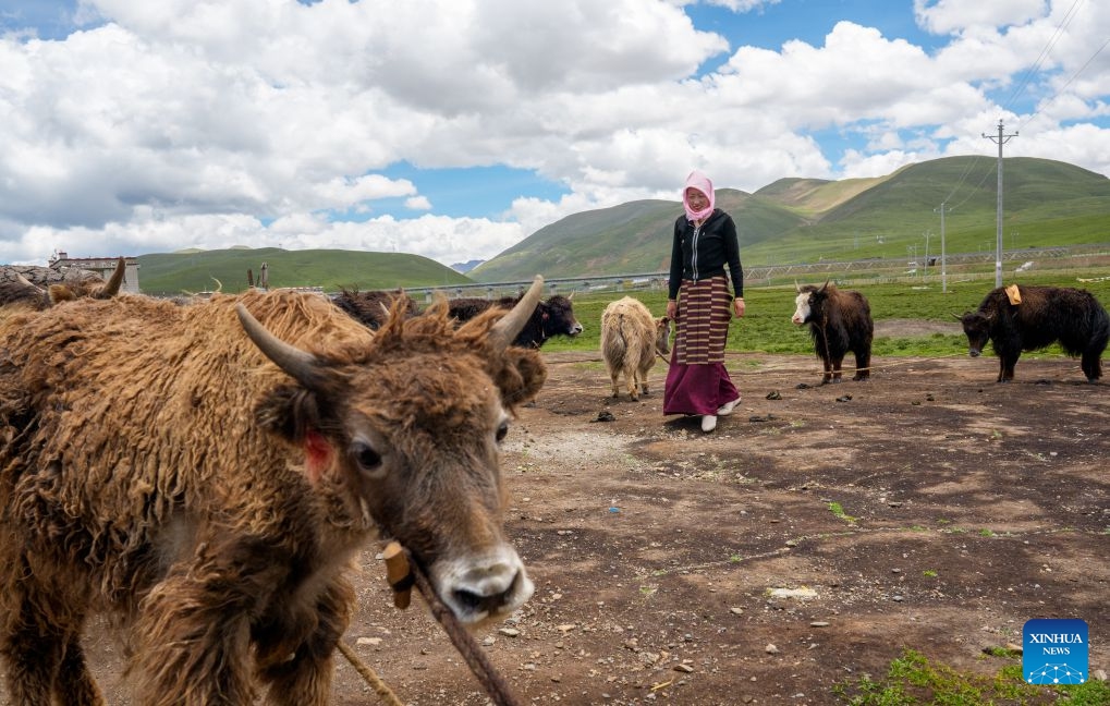 Tatso walks on the pasture in front of her home in Damxung County of Lhasa, southwest China's Xizang Autonomous Region, June 21, 2026. (Photo: Xinhua)