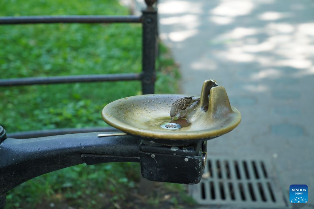 A sparrow drinks water from a fountain during a heat wave in New York, the United States, on July 2, 2026. (Xinhua/Zhang Fengguo)