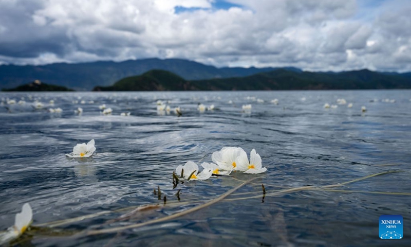 Ottelia acuminata flowers are seen on Lugu Lake on the border between Ninglang Yi Autonomous County of Lijiang City in southwest China's Yunnan Province and Yanyuan County of Liangshan Yi Autonomous Prefecture in southwest China's Sichuan Province, July 3, 2026. In recent years, local authorities in the Sichuan-Yunnan border areas have continuously advanced ecological conservation of Lugu Lake and deepened collaborative management of the two provinces, yielding remarkable ecological results and steady growth in cultural and tourism industries. (Photo: Xinhua)