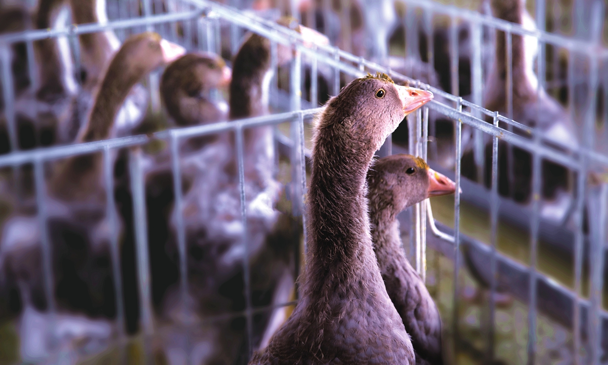 A glimpse of a goose breeding workshop at Shandong Chunguan Food Co in East China's Shandong Province 
Photo: Courtesy of Shandong Chunguan Food Co 