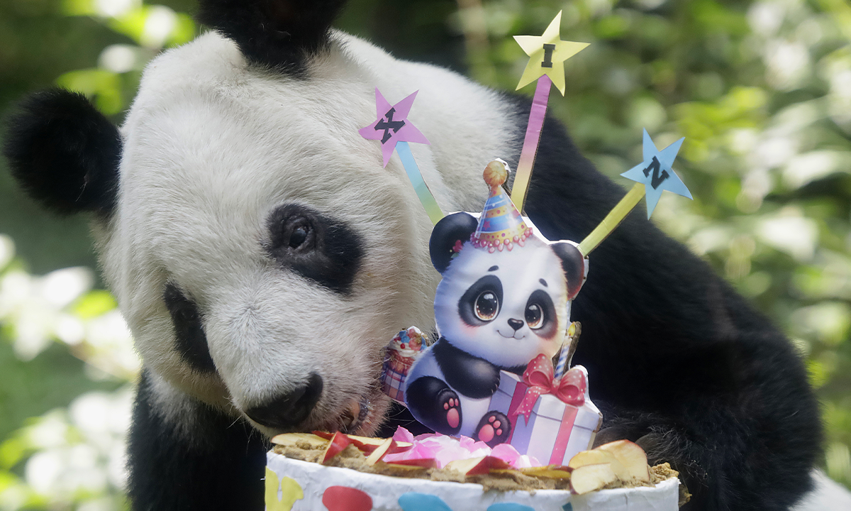 Xin Xin, a giant panda born in Mexico, celebrates her 36th birthday at the Chapultepec Zoo in Mexico City, Mexico, on July 4, 2026. Her age is equivalent to over 100 human years. Photo: VCG