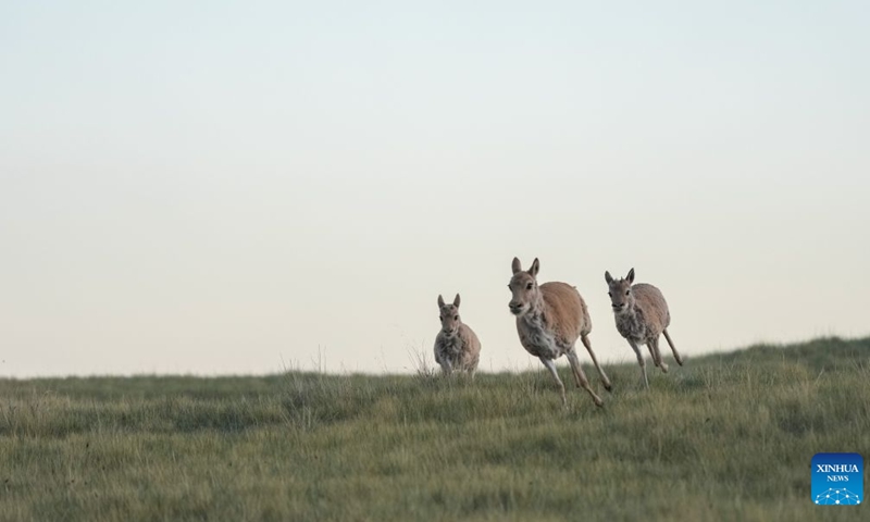 Rescued Tibetan antelope cubs are seen at a protection station at Zonag Lake in Hoh Xil Nature Reserve, northwest China's Qinghai Province, July 4, 2026. In recent days, three Tibetan antelope cubs were rescued during a patrol by rangers from a protection station at Zonag Lake in Hoh Xil Nature Reserve. These cubs, two of which had been separated from the herd while the third had injured its legs, have been well cared for by rangers and can eat normally now. (Xinhua/Du Xiaowei)