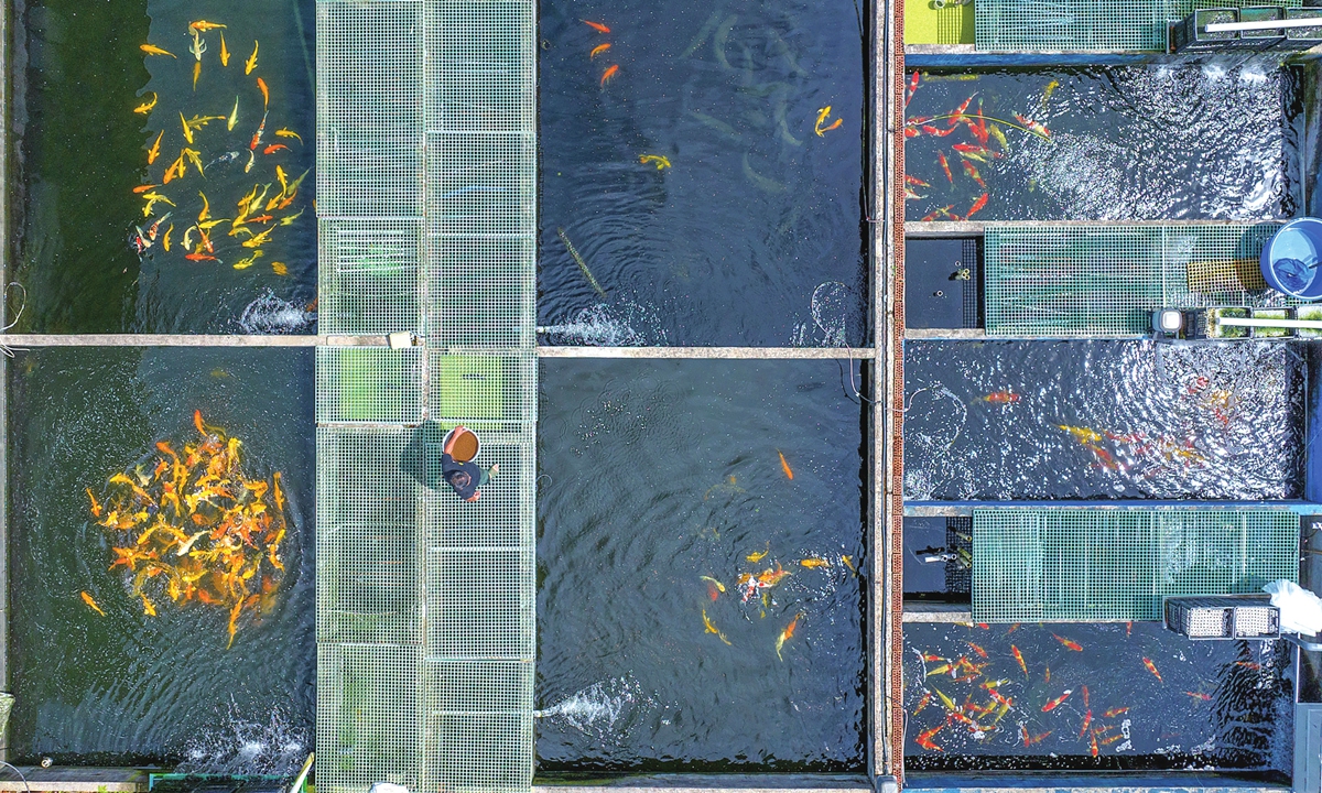 A breeder feeds fish at an aquatic farm in Changxing, East China's Zhejiang Province, on July 7, 2026. The farm adopts in-pond recirculating aquaculture systems, achieving doubled yields through concentrated high-density farming in just 2-5 percent of pond water surface area. It realizes zero-discharge effluent and ecological sustainability, and meanwhile enhances fish meat quality by water current stimulation effectively. Photo: VCG