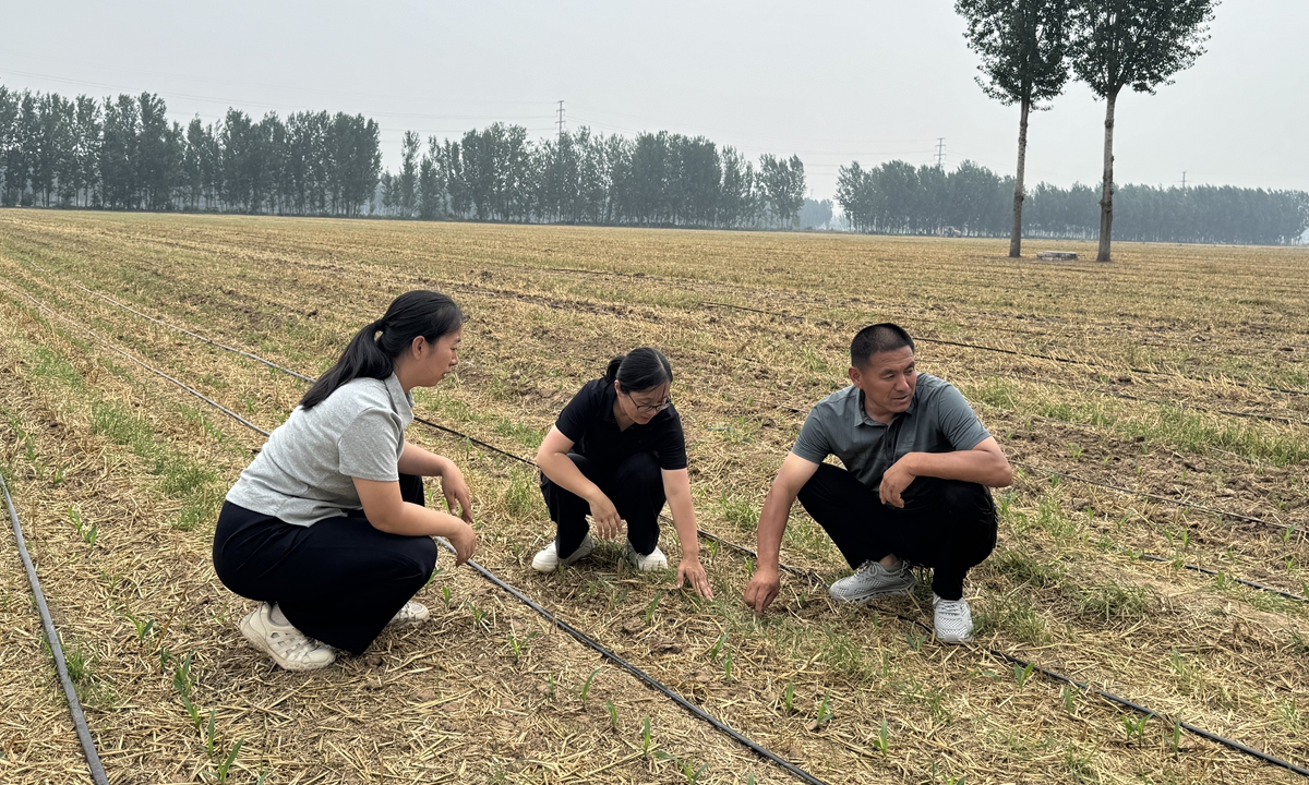 Cui Xinyan and Gao Jianmei, agricultural technicians responsible for Dongyujia village, inspect the integrated water and fertilizer irrigation pipelines and the growth of corn seedlings on June 30, 2026. Photo: Chen Qingrui/GT