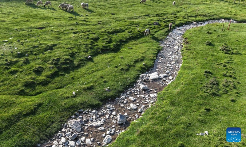 An aerial drone photo taken on July 5, 2026 shows a herd of sheep grazing on a grassland at the northern foothills of the Qilian Mountains in Sunan Yugur Autonomous County of Zhangye, northwest China's Gansu Province. (Xinhua/Lang Bingbing)

