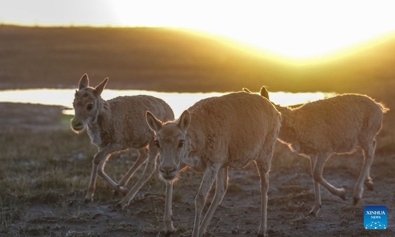 Rescued Tibetan antelope cubs are seen at a protection station at Zonag Lake in Hoh Xil Nature Reserve, northwest China's Qinghai Province, July 4, 2026. In recent days, three Tibetan antelope cubs were rescued during a patrol by rangers from a protection station at Zonag Lake in Hoh Xil Nature Reserve. These cubs, two of which had been separated from the herd while the third had injured its legs, have been well cared for by rangers and can eat normally now. (Xinhua/Du Xiaowei)