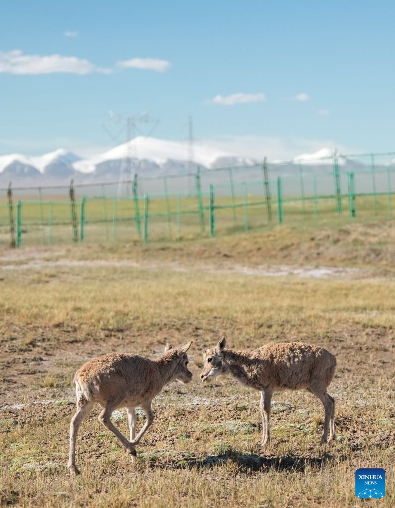 Rescued Tibetan antelope cubs are seen at a protection station at Zonag Lake in Hoh Xil Nature Reserve, northwest China's Qinghai Province, July 4, 2026. In recent days, three Tibetan antelope cubs were rescued during a patrol by rangers from a protection station at Zonag Lake in Hoh Xil Nature Reserve. These cubs, two of which had been separated from the herd while the third had injured its legs, have been well cared for by rangers and can eat normally now. (Xinhua/Du Xiaowei)