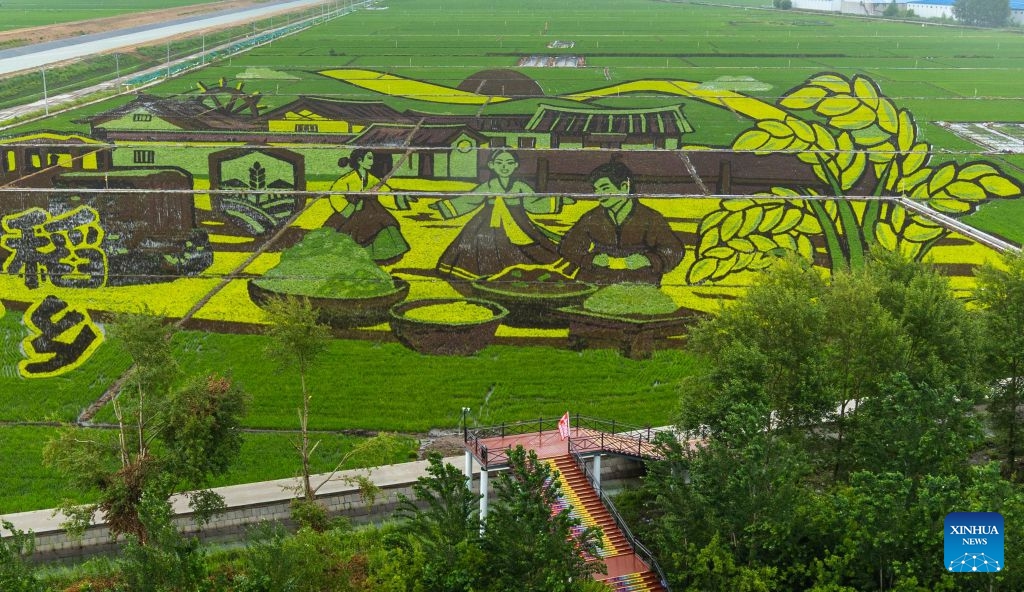This photo taken on July 5, 2026 shows a rice paddy artwork in Huachuan County of Jiamusi City, northeast China's Heilongjiang Province. In midsummer, creative rice paddy artworks decorated the vast fields of Heilongjiang, a major grain-producing area in China. (Photo: Xinhua)