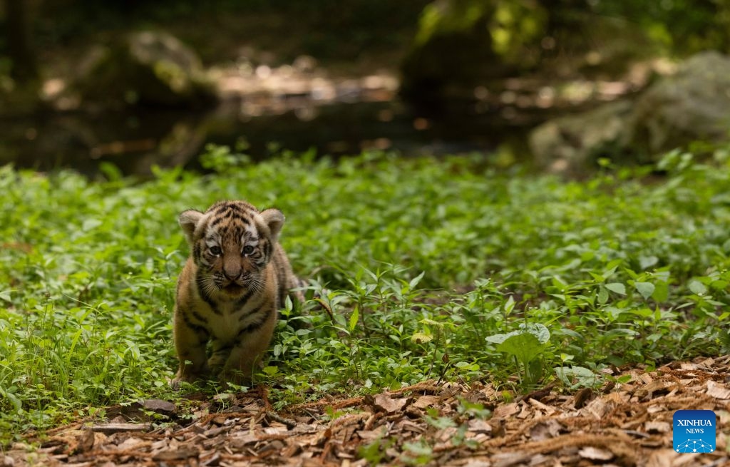 A newborn tiger cub is seen at Ljubljana Zoo in Ljubljana, Slovenia, July 6, 2026. (Photo: Xinhua)