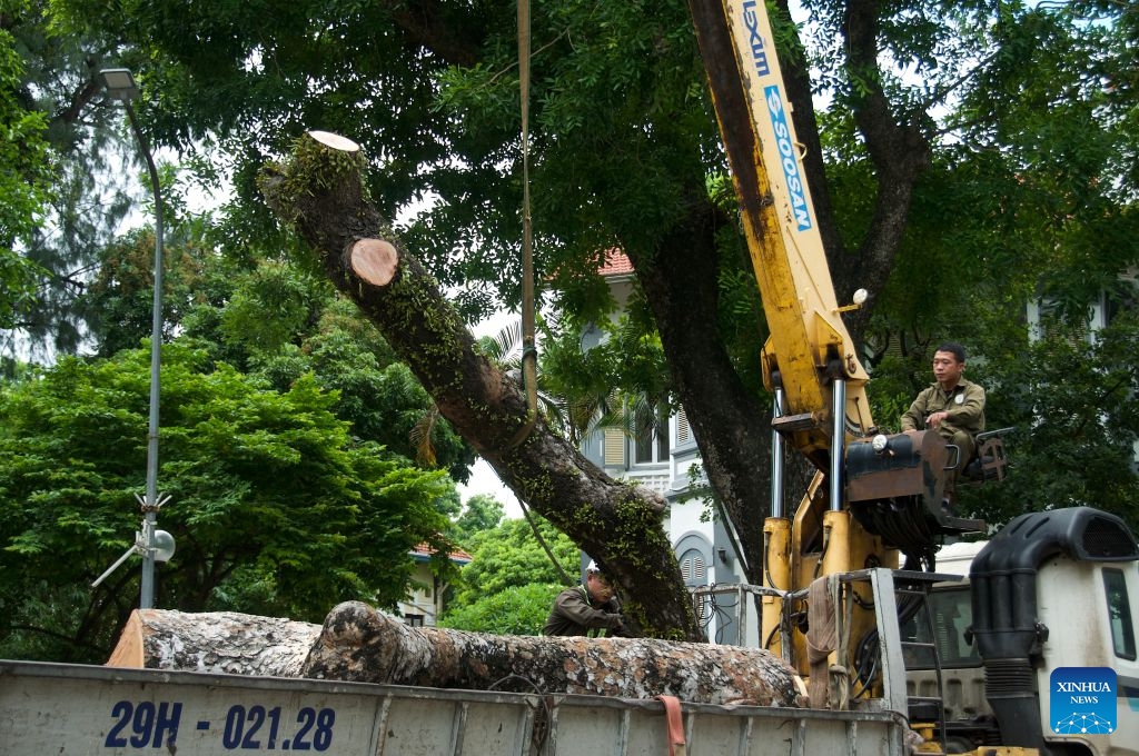 Workers load tree branches onto a truck in Hanoi, Vietnam, July 6, 2026. Authorities in Vietnam's capital, Hanoi, have deployed workers to clear tree branches in response to Typhoon Maysak. (Photo: Xinhua)