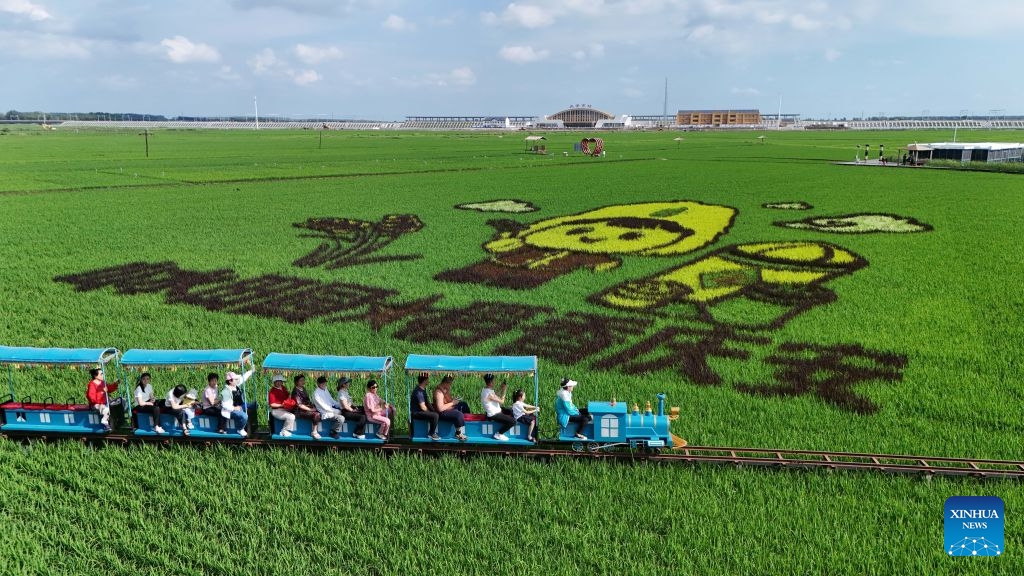 A drone photo taken on July 4, 2026 shows tourists viewing rice paddy artworks from a sightseeing train in Qing'an County, northeast China's Heilongjiang Province. In midsummer, creative rice paddy artworks decorated the vast fields of Heilongjiang, a major grain-producing area in China. (Photo: Xinhua)