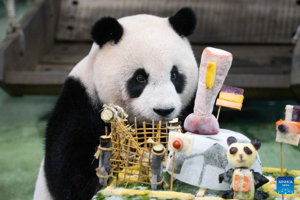 Giant panda Yuan Zai is seen during a birthday party at Taipei Zoo in Taipei, southeast China's Taiwan, July 6, 2026. Taipei's beloved panda star Yuan Zai, the first giant panda born in Taiwan and the offspring of a panda pair gifted by the Chinese mainland, celebrated her 13th birthday on Monday with a soccer-themed feast at Taipei Zoo. (Photo: Xinhua)