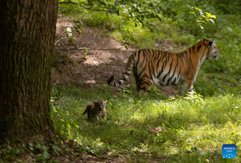 Arisa, the mother of the newborn tiger cubs, is seen with her offspring at Ljubljana Zoo in Ljubljana, Slovenia, July 6, 2026. (Photo: Xinhua)