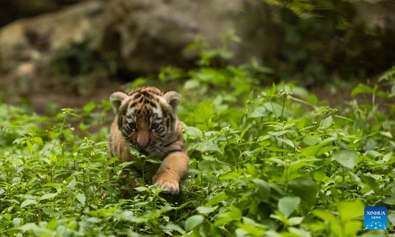 A newborn tiger cub is seen at Ljubljana Zoo in Ljubljana, Slovenia, July 6, 2026. (Photo: Xinhua)