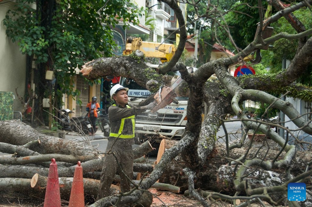 A worker saws large tree branches in Hanoi, Vietnam, July 6, 2026. Authorities in Vietnam's capital, Hanoi, have deployed workers to clear tree branches in response to Typhoon Maysak. (Photo: Xinhua)