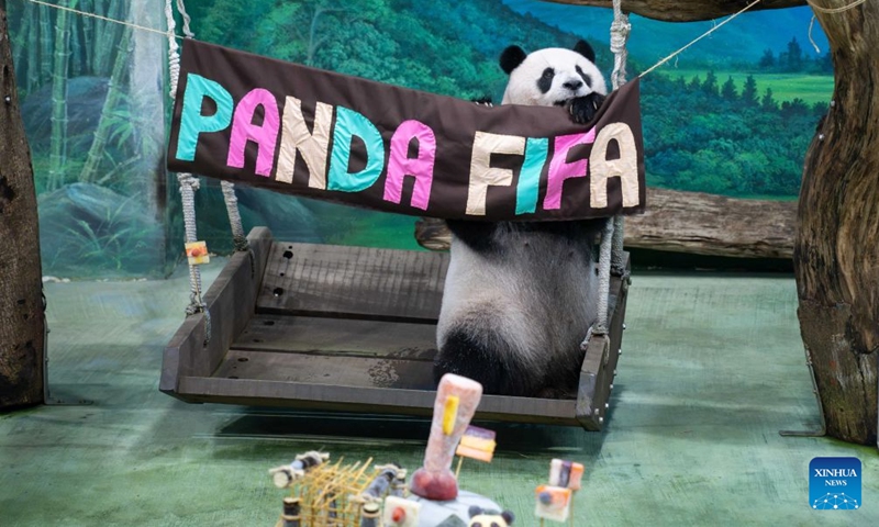 Giant panda Yuan Zai is seen during a birthday party at Taipei Zoo in Taipei, southeast China's Taiwan, July 6, 2026. Taipei's beloved panda star Yuan Zai, the first giant panda born in Taiwan and the offspring of a panda pair gifted by the Chinese mainland, celebrated her 13th birthday on Monday with a soccer-themed feast at Taipei Zoo. (Photo: Xinhua)