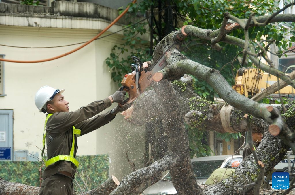 A worker saws large tree branches in Hanoi, Vietnam, July 6, 2026. Authorities in Vietnam's capital, Hanoi, have deployed workers to clear tree branches in response to Typhoon Maysak. (Photo: Xinhua)