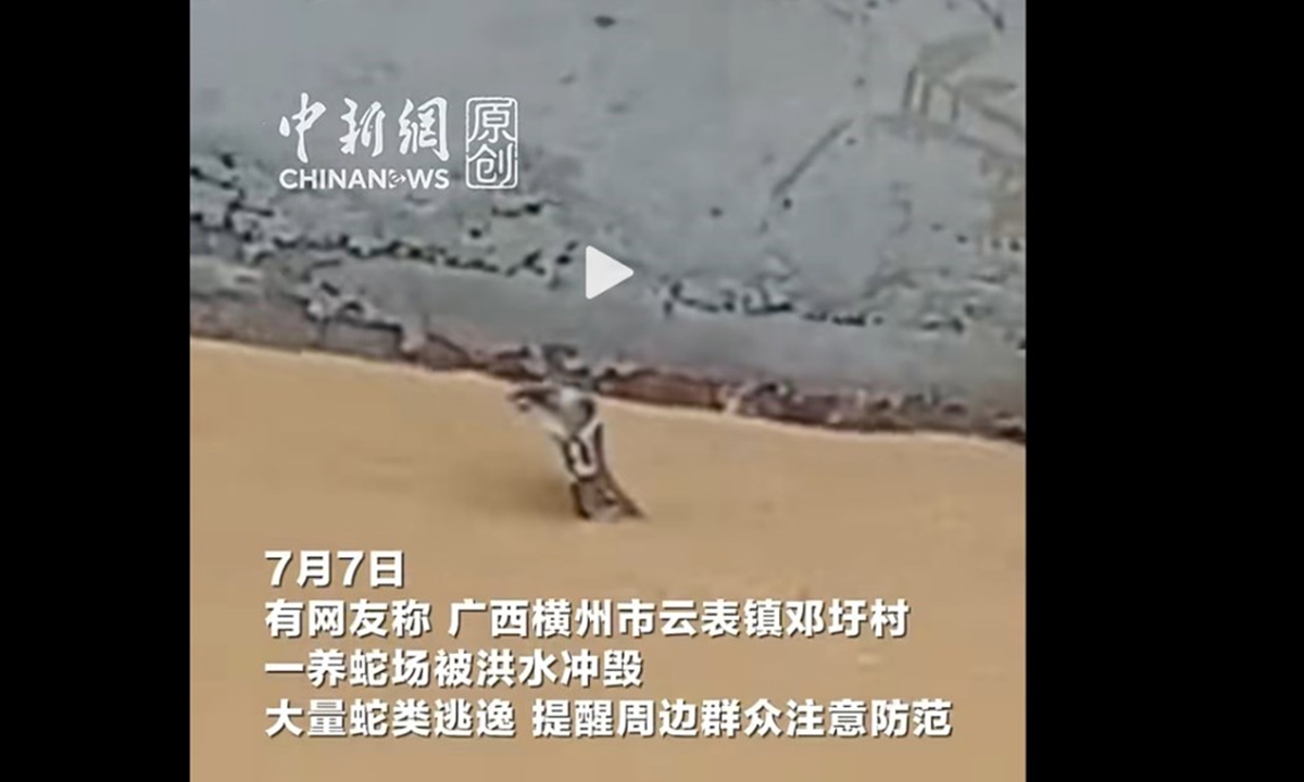 An escaped snake is spotted in a village in Hengzhou, South China's Guangxi Zhuang Autonomous Region on July 7, 2026. Photo: Screenshot from CNS