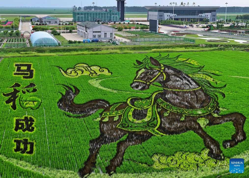 This photo taken on July 5, 2026 shows a rice paddy artwork at a farm of Beidahuang Group in northeast China's Heilongjiang Province. In midsummer, creative rice paddy artworks decorated the vast fields of Heilongjiang, a major grain-producing area in China. (Photo: Xinhua)
