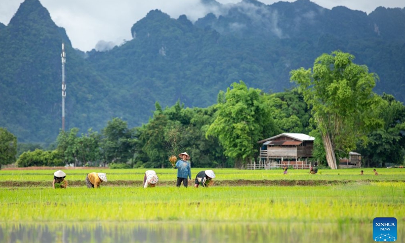 Farmers transplant rice seedlings in a paddy field in Savannakhet province, Laos, July 6, 2026. (Photo: Xinhua)