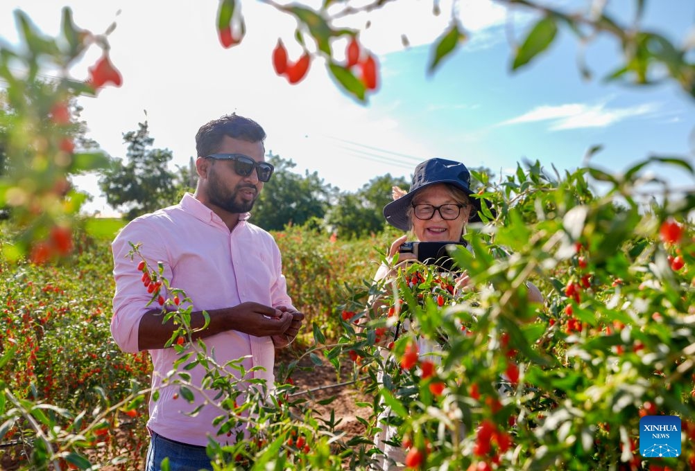 Participants visit a goji berry planting base in Hexi Town, Tongxin County, northwest China's Ningxia Hui Autonomous Region, July 6, 2026. Chinese and foreign participants, including family members of U.S. journalist Edgar Snow, visited Tongxin from July 6 to 7 during an event themed Retracing Snow's Route. (Photo: Xinhua)