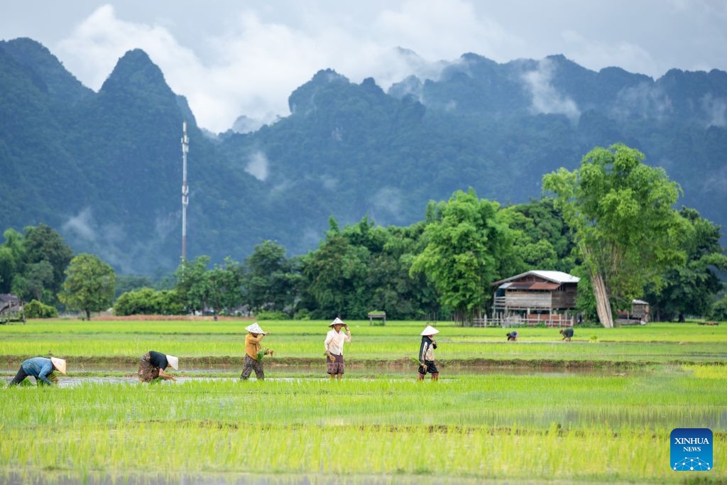 Farmers transplant rice seedlings in a paddy field in Savannakhet province, Laos, July 6, 2026. (Photo: Xinhua)