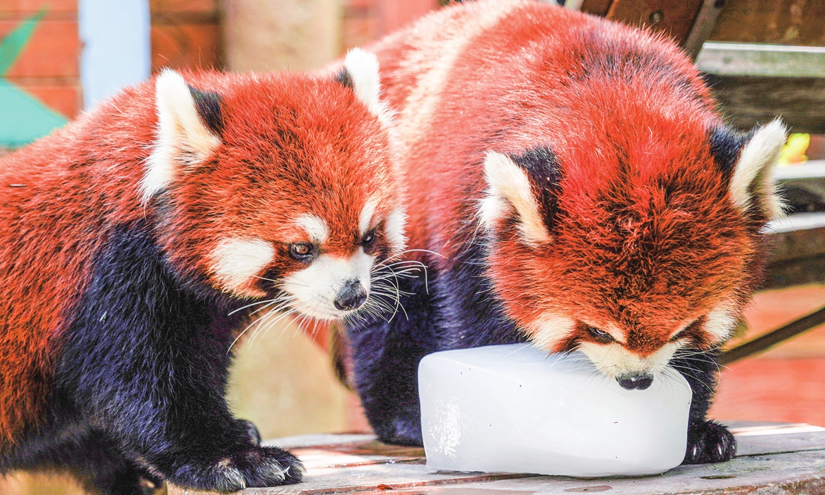 Two red pandas lick ice blocks to cool off at EnjoyLand Animal Kingdom in Zhengzhou, Central China's Henan Province, on July 8, 2026, as persistent high temperatures continue to grip the city. Photo: VCG