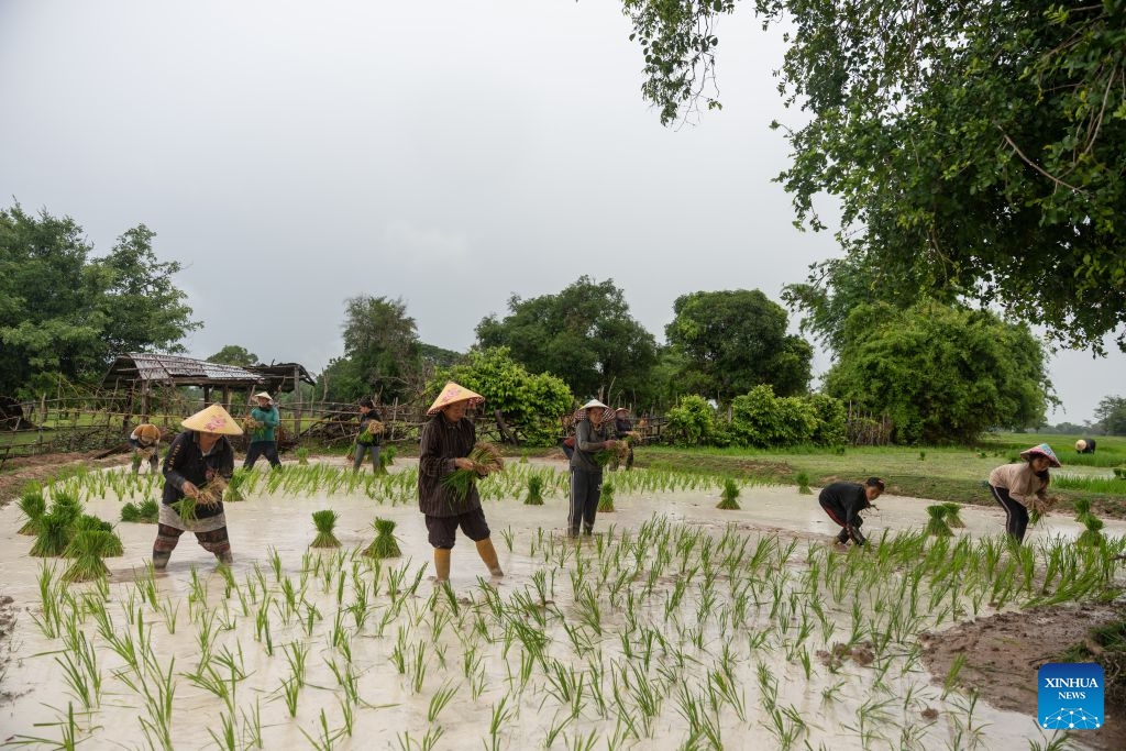 Farmers transplant rice seedlings in a paddy field in Savannakhet province, Laos, July 6, 2026. (Photo: Xinhua)