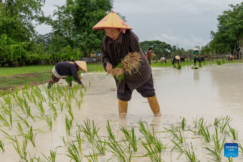 Farmers transplant rice seedlings in a paddy field in Savannakhet province, Laos, July 6, 2026. (Photo: Xinhua)