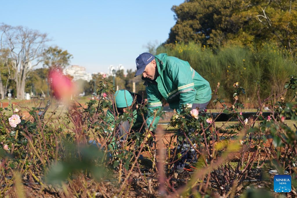 Staff members prune roses at the Rose Garden in Palermo, Buenos Aires, the capital of Argentina, on July 6, 2026. The Rose Garden in Palermo, Buenos Aires, the capital of Argentina, has recently begun its 2026 rose-pruning season. The annual winter tradition held every July allows residents to take home pruned rose cuttings to grow in their own gardens. The Rose Garden in Palermo, established in 1914 and covering 3.4 hectares, is one of Buenos Aires' best-known parks. (Photo: Xinhua)