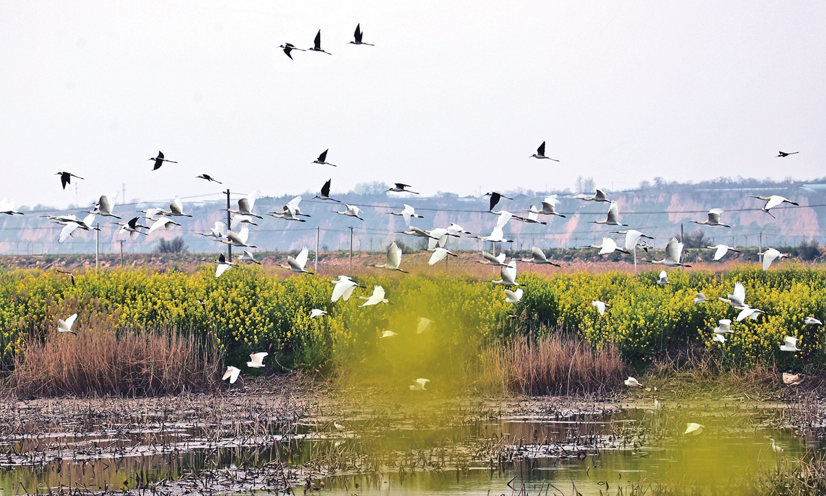 Flocks of birds soar across a Yellow River wetland in Fanjia Town, Dali county, Northwest China's Shaanxi Province, on March 30, 2026. Photos on this page: VCG