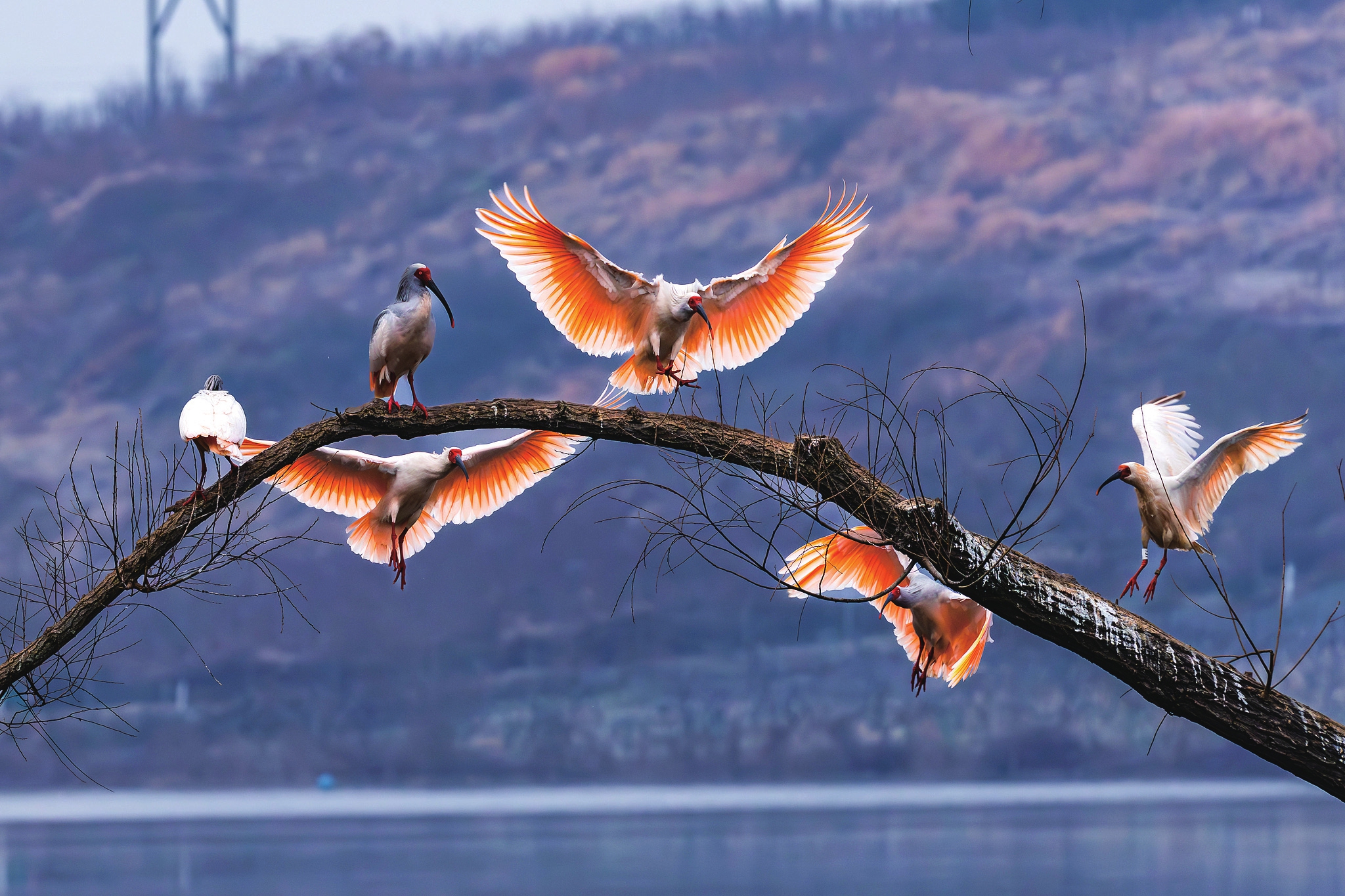 Crested ibises, a first-class protected species in China and revered as an 
