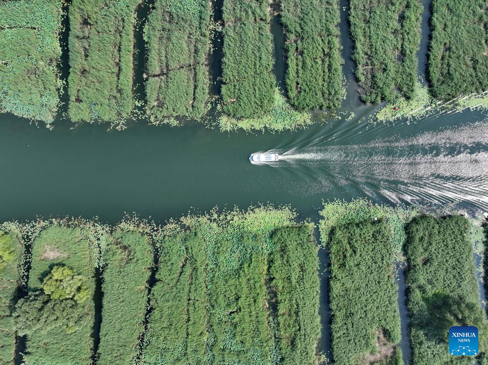 An aerial drone photo taken on July 7, 2026 shows a tour boat cruising on Baiyangdian Lake in Xiong'an New Area, north China's Hebei Province. During midsummer, Baiyangdian Lake boasts clear water, lush green shores, and flourishing lotus flowers and reeds, showcasing the harmony between human and nature. Since the establishment of Xiong'an New Area, Baiyangdian Lake has undergone large-scale ecological restoration efforts. The lake's water quality reached Grade III under China's surface water quality standards and has remained stable ever since. (Photo: Xinhua)