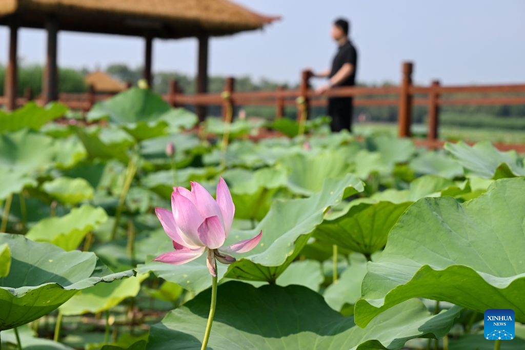 A tourist enjoys leisure time at a lotus park at Baiyangdian Lake in Xiong'an New Area, north China's Hebei Province, July 7, 2026. During midsummer, Baiyangdian Lake boasts clear water, lush green shores, and flourishing lotus flowers and reeds, showcasing the harmony between human and nature. Since the establishment of Xiong'an New Area, Baiyangdian Lake has undergone large-scale ecological restoration efforts. The lake's water quality reached Grade III under China's surface water quality standards and has remained stable ever since. (Photo: Xinhua)