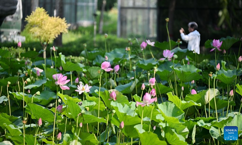A tourist takes photos at a lotus park at Baiyangdian Lake in Xiong'an New Area, north China's Hebei Province, July 7, 2026. During midsummer, Baiyangdian Lake boasts clear water, lush green shores, and flourishing lotus flowers and reeds, showcasing the harmony between human and nature. Since the establishment of Xiong'an New Area, Baiyangdian Lake has undergone large-scale ecological restoration efforts. The lake's water quality reached Grade III under China's surface water quality standards and has remained stable ever since. (Photo: Xinhua)