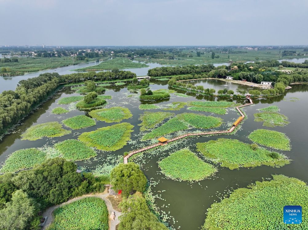 An aerial drone photo taken on July 7, 2026 shows the scenery of a lotus park at Baiyangdian Lake in Xiong'an New Area, north China's Hebei Province. During midsummer, Baiyangdian Lake boasts clear water, lush green shores, and flourishing lotus flowers and reeds, showcasing the harmony between human and nature. Since the establishment of Xiong'an New Area, Baiyangdian Lake has undergone large-scale ecological restoration efforts. The lake's water quality reached Grade III under China's surface water quality standards and has remained stable ever since. (Photo: Xinhua)