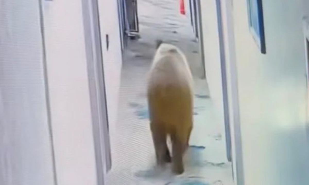 The Tibetan blue bear wanders in the hotel Photo: Screenshot from media reports