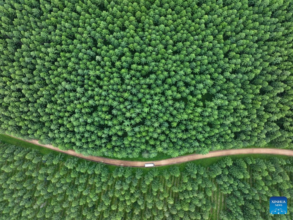An aerial drone photo taken on July 10, 2026 shows a car running on a road winding through the Saihanba mechanized forest farm in Chengde City, north China's Hebei Province, July 10, 2026. (Photo: Xinhua)