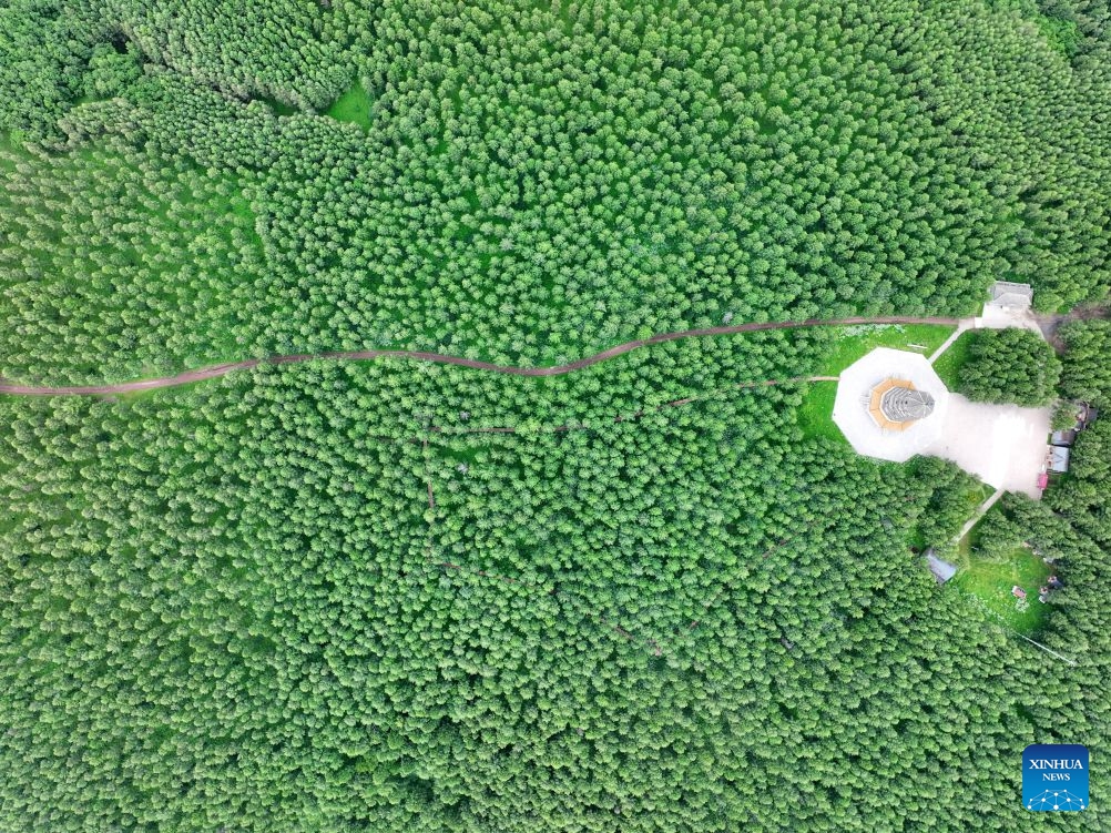 An aerial drone photo taken on July 10, 2026 shows a summer scenery at the Saihanba mechanized forest farm in Chengde City, north China's Hebei Province. (Photo: Xinhua)