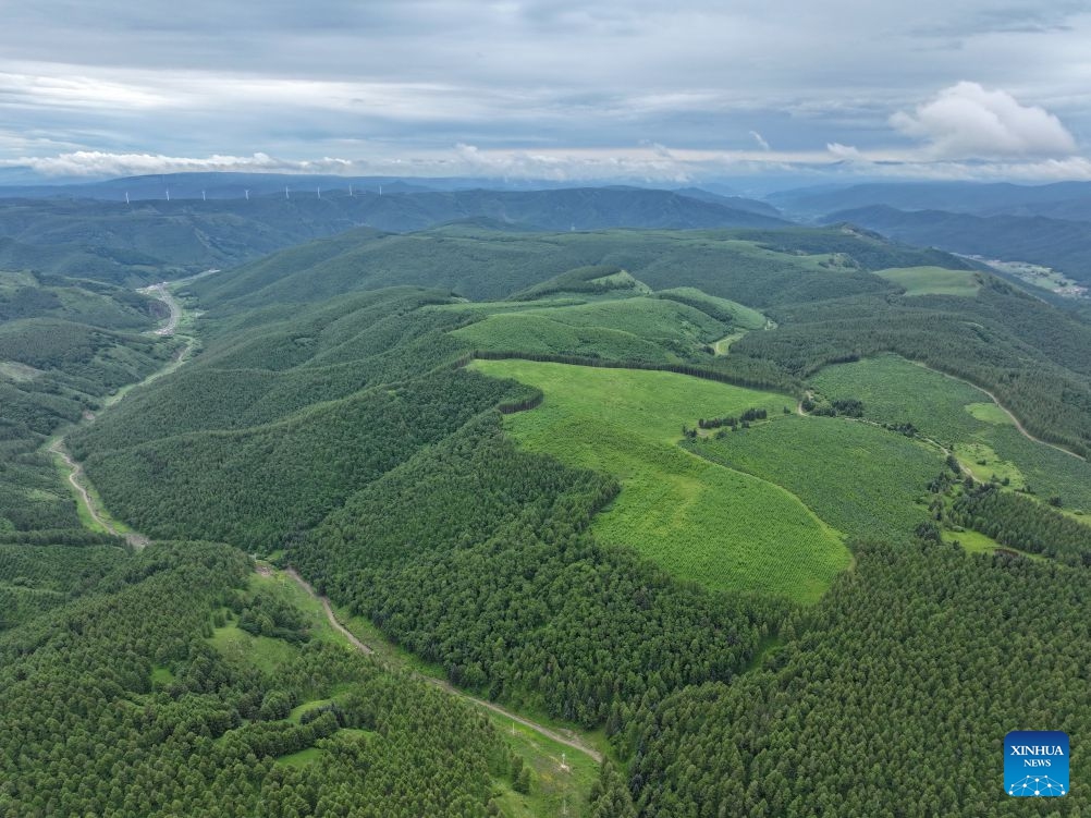 An aerial drone photo taken on July 10, 2026 shows a summer scenery at the Saihanba mechanized forest farm in Chengde City, north China's Hebei Province. (Photo: Xinhua)