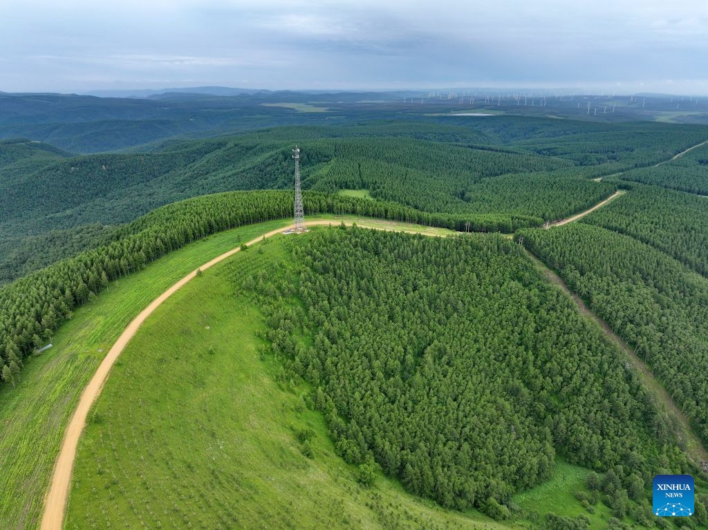 An aerial drone photo taken on July 10, 2026 shows a summer scenery at the Saihanba mechanized forest farm in Chengde City, north China's Hebei Province. (Photo: Xinhua)