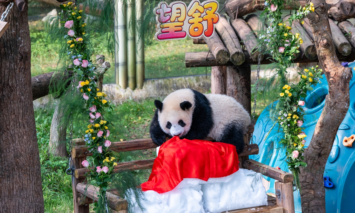 Giant panda cub Wangshu, the offspring of giant panda Liangyue, celebrates its first birthday at the Chongqing Zoo in Southwest China's Chongqing Municipality on July 12, 2026. Photo: VCG