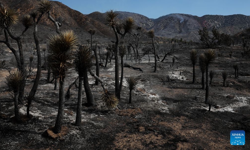 Burnt trees are seen in Antelope Valley, Los Angeles County, California, the United States, on July 11, 2026. A wildfire burning in U.S. Southern California exploded to nearly 2,700 acres (about 10.9 square kilometers) Saturday, forcing evacuations amid dangerous heat wave. (Photo by Qiu Chen/Xinhua)