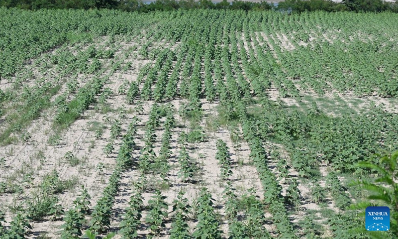 This photo taken on July 12, 2026 shows a view of the drought-stricken farmland near the Po River in Revere, Mantova, northern Italy. According to the Po River Basin Authority, the Po River basin continues to face severe drought conditions as a result of the persistent heatwave and continued absence of rainfall. (Photo by Alberto Lingria/Xinhua)